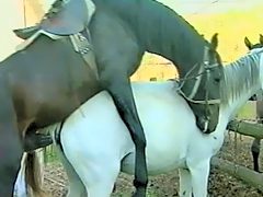 Sex between two horses