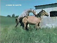 Horse have sex with mare at farm