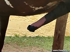 Blowjob - the best medicine for horse
